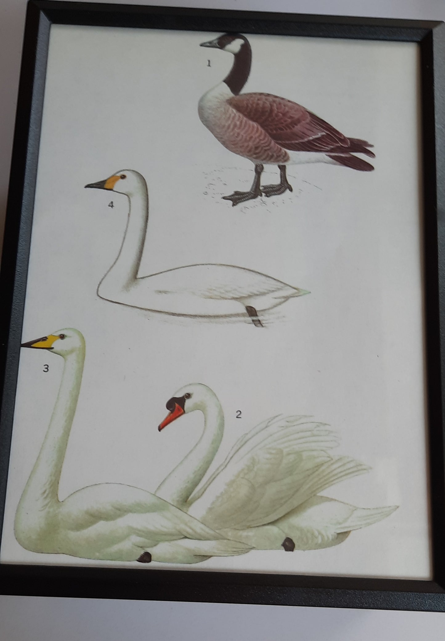 Framed Animal Illustrations