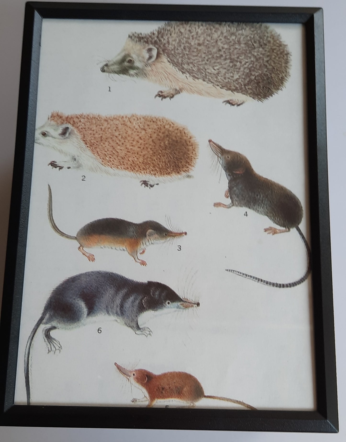 Framed Animal Illustrations