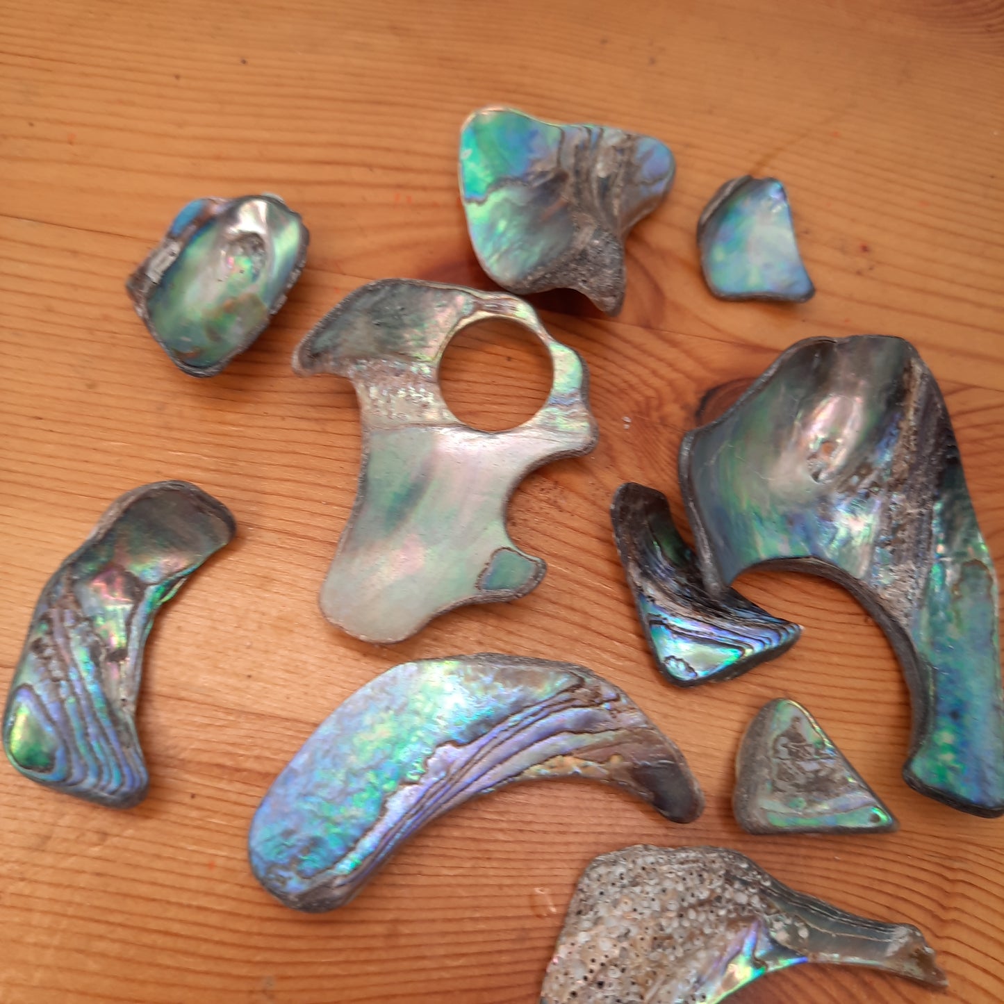 Abalone Shell