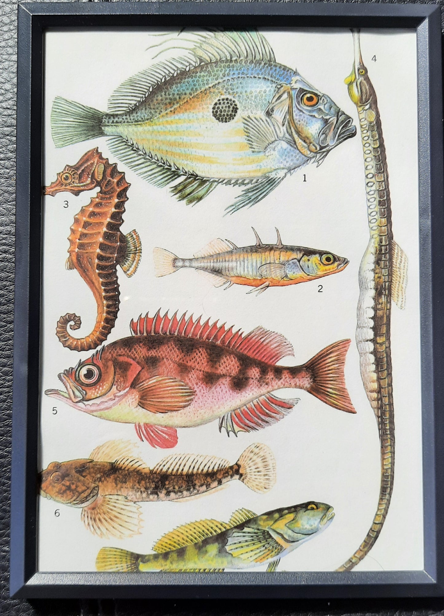 Framed Animal Illustrations