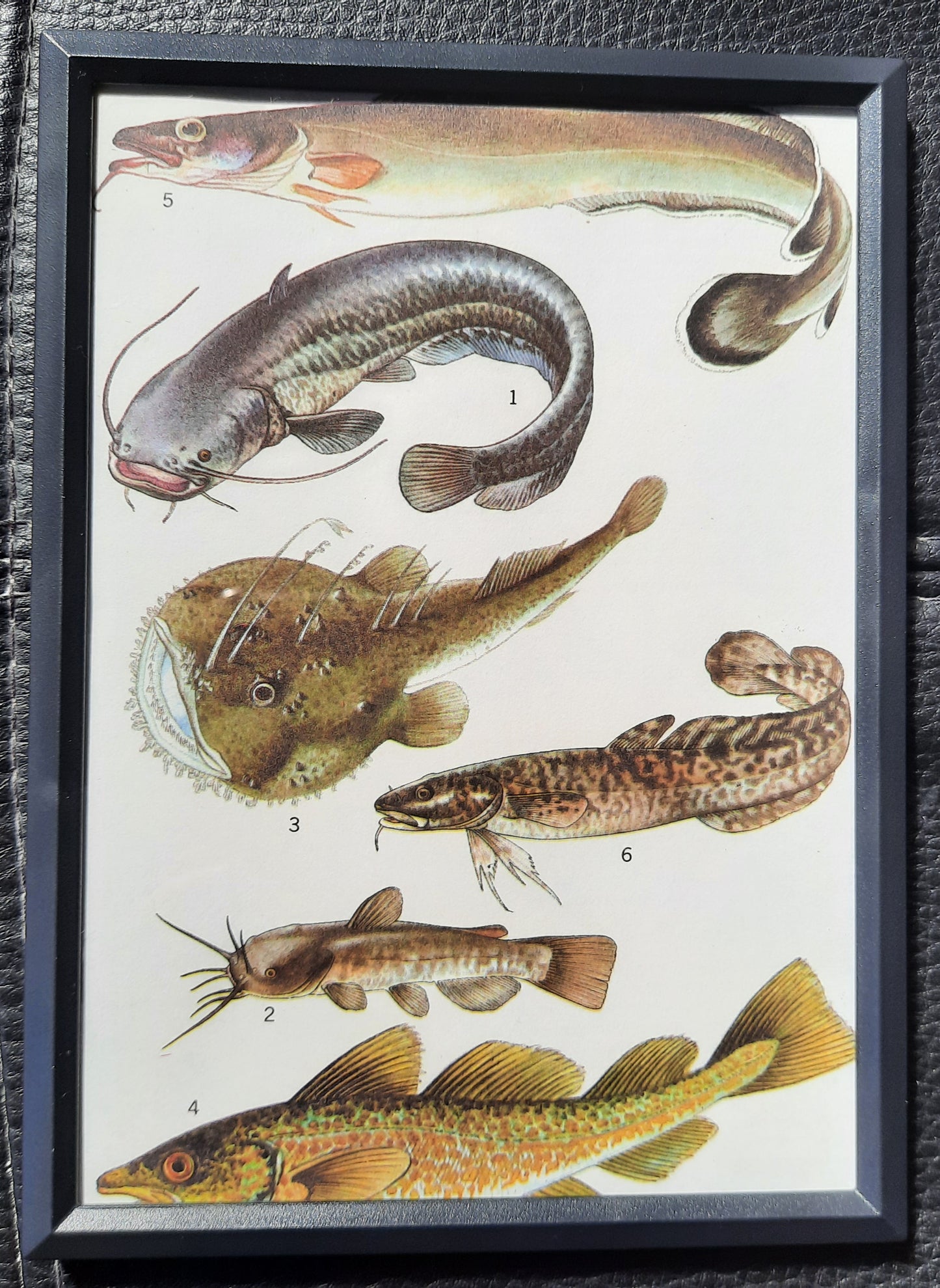 Framed Animal Illustrations