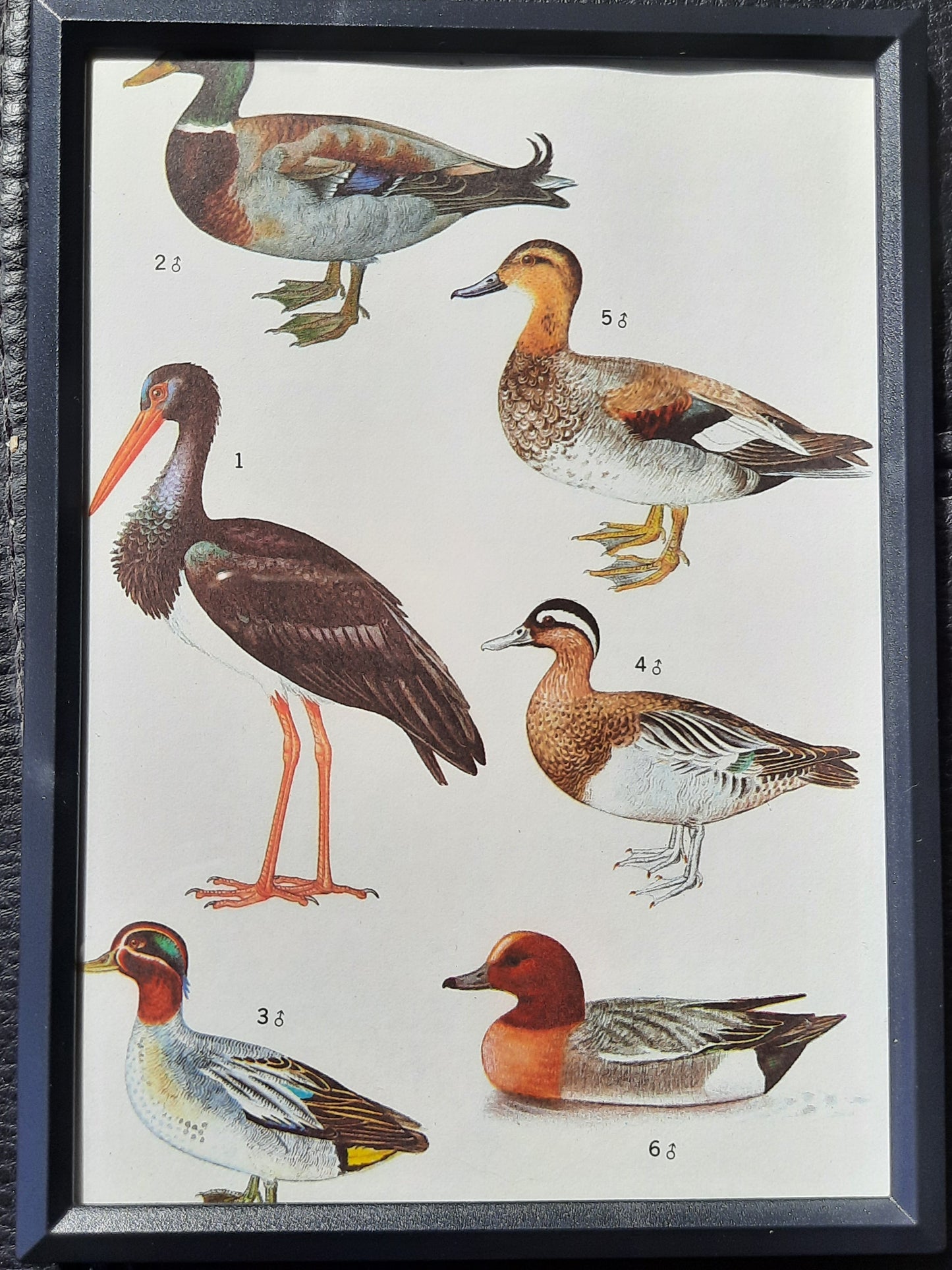 Framed Animal Illustrations