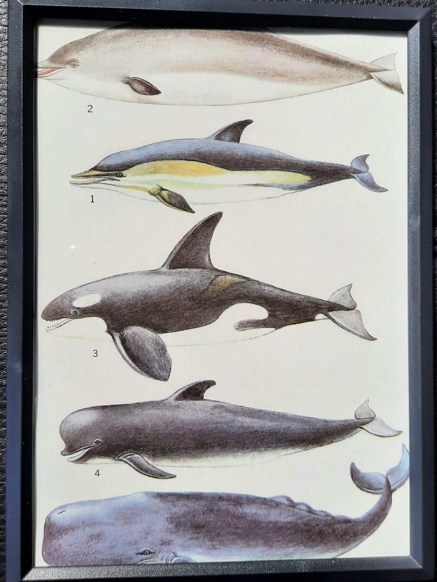 Framed Animal Illustrations