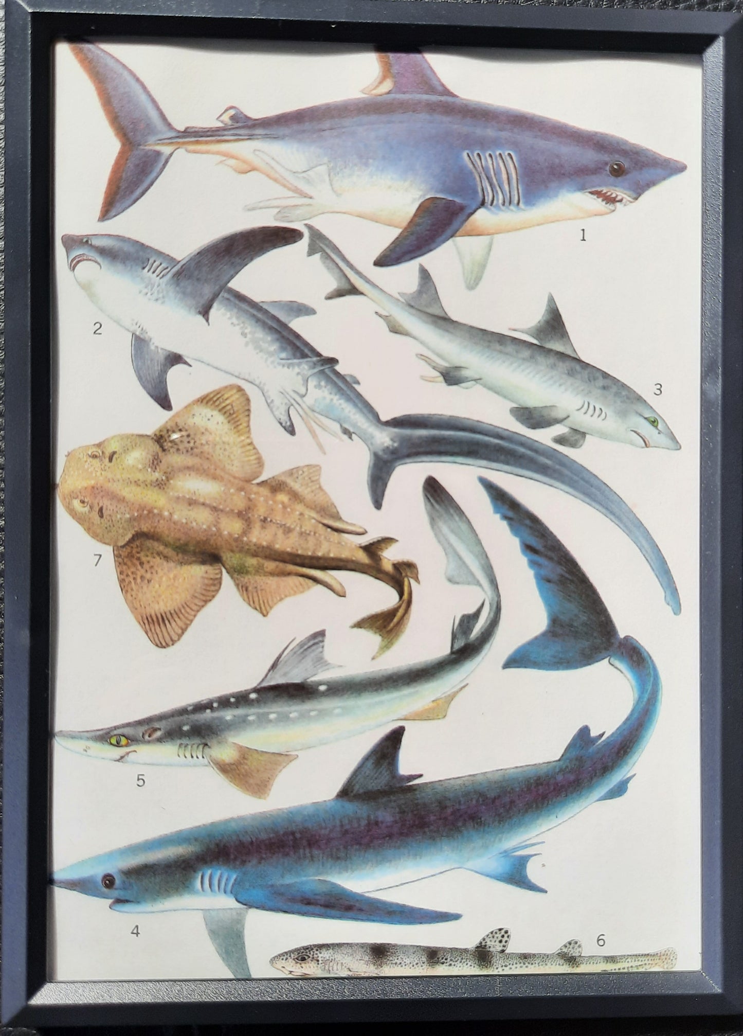 Framed Animal Illustrations