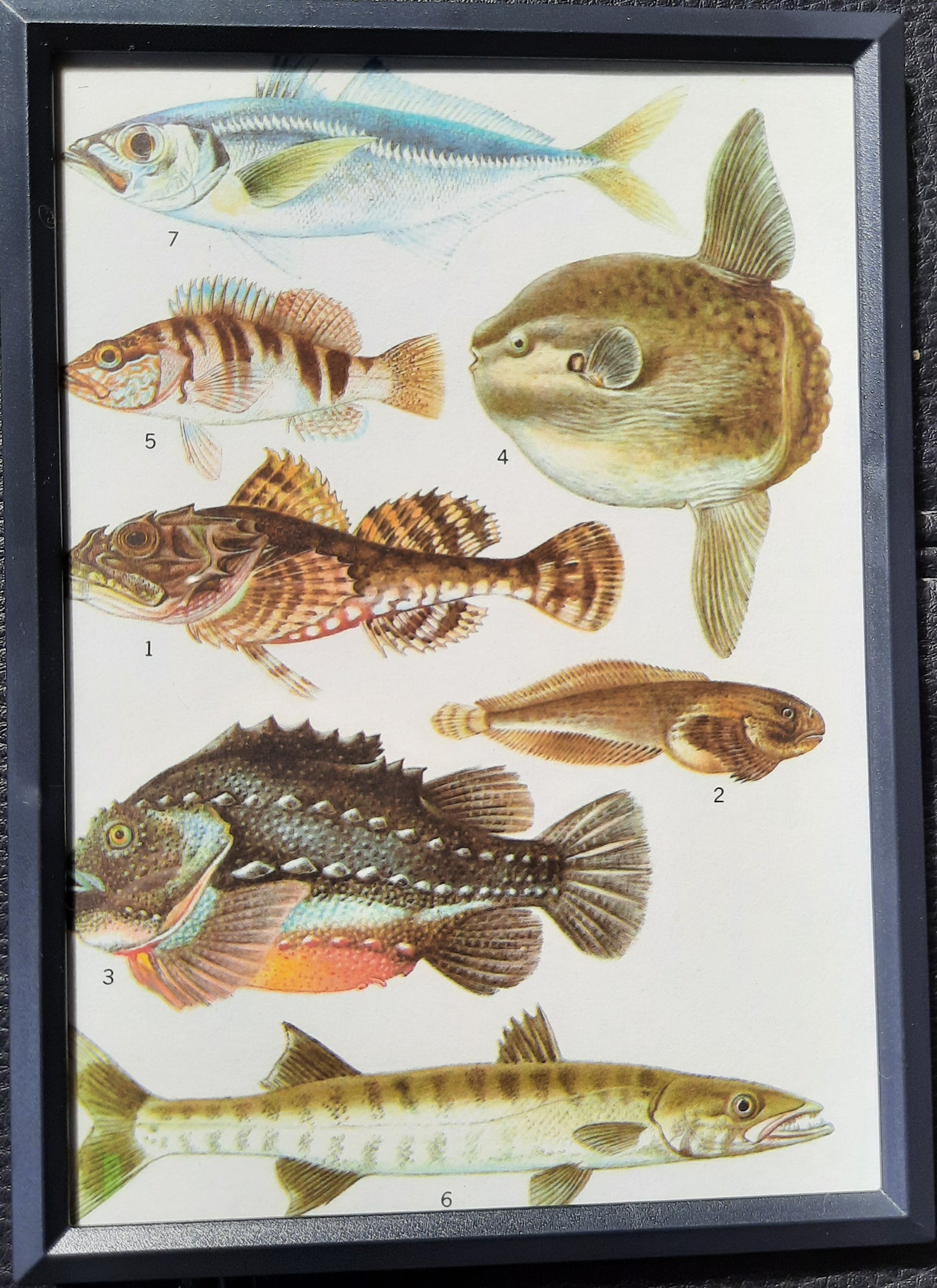 Framed Animal Illustrations