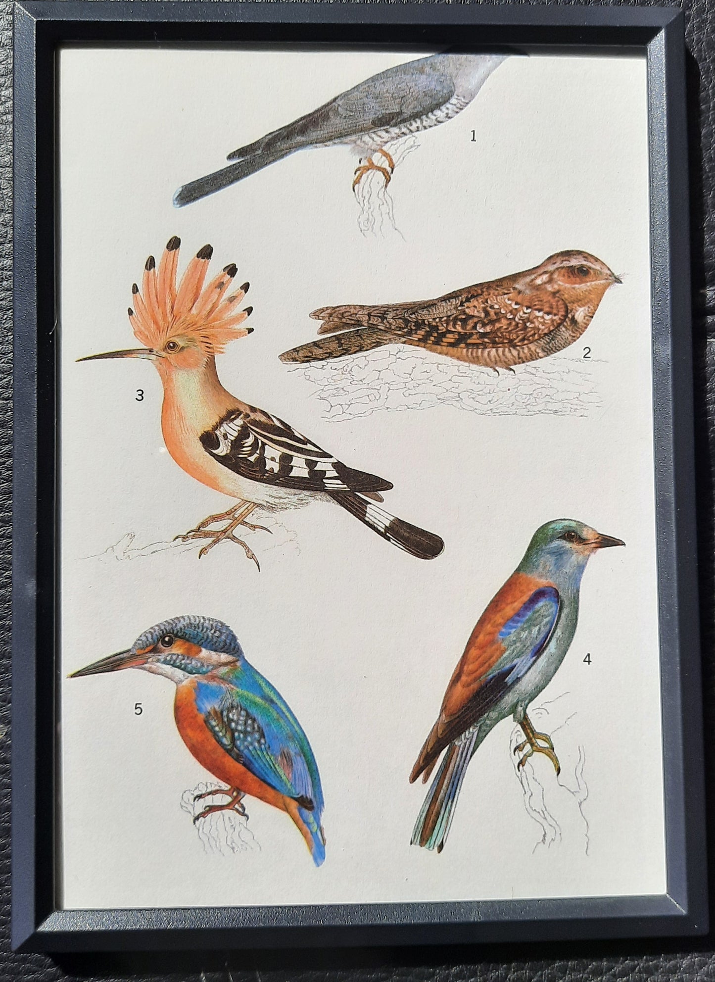 Framed Animal Illustrations