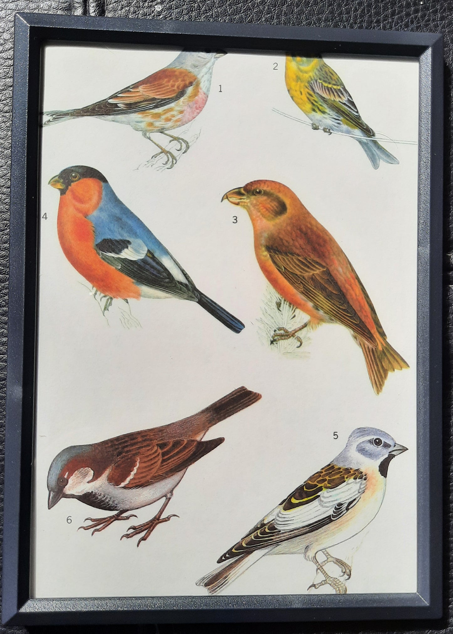 Framed Animal Illustrations