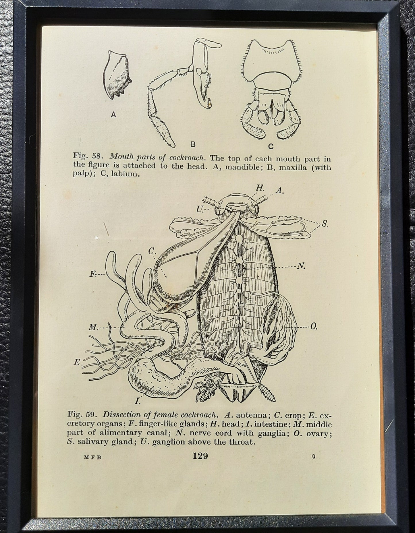 Framed Diagrams From Antique Biology book