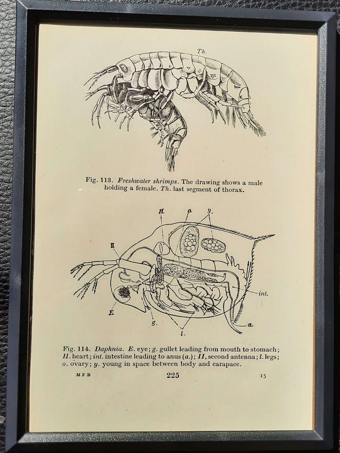 Framed Diagrams From Antique Biology book