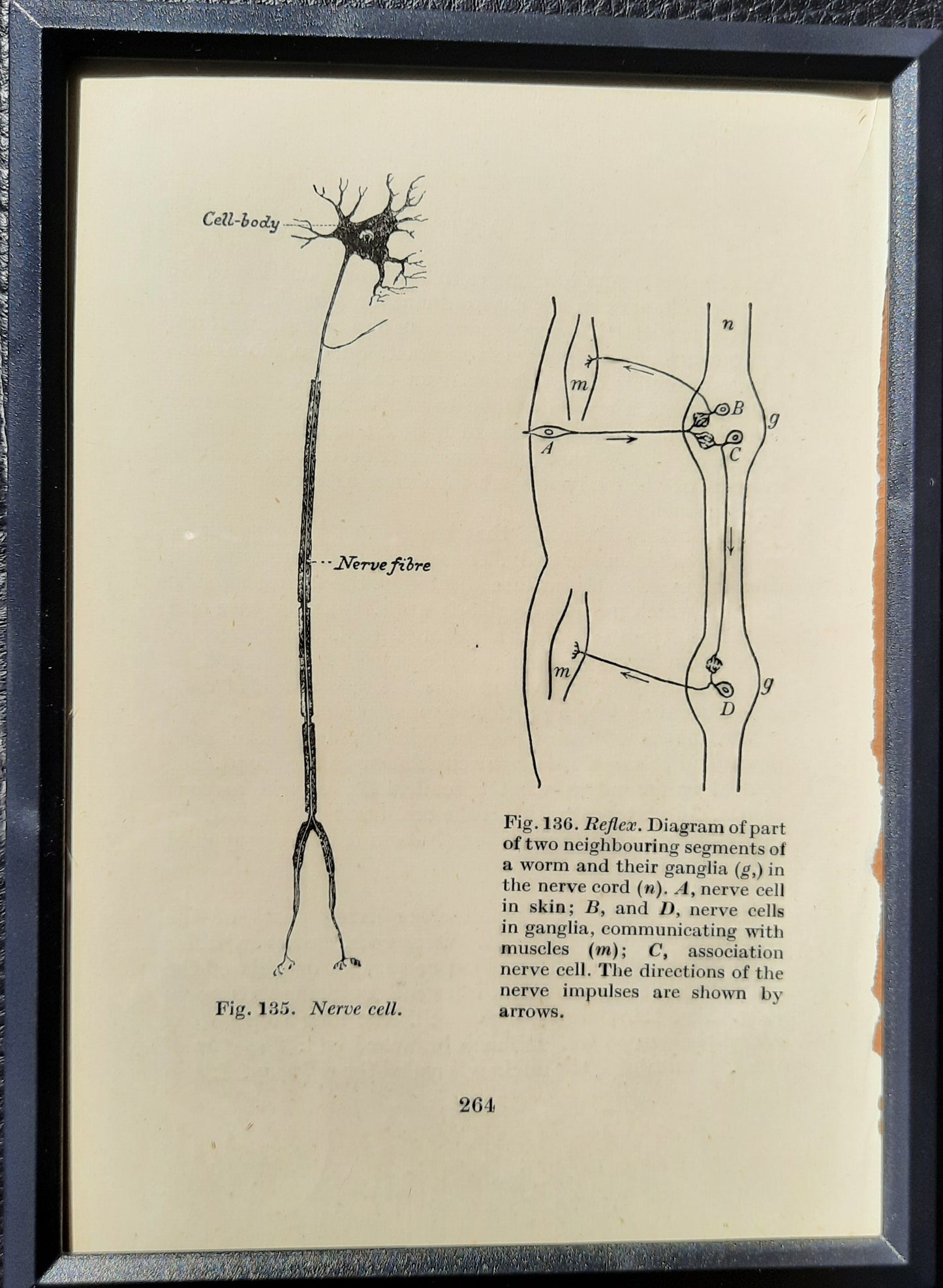 Framed Diagrams From Antique Biology book