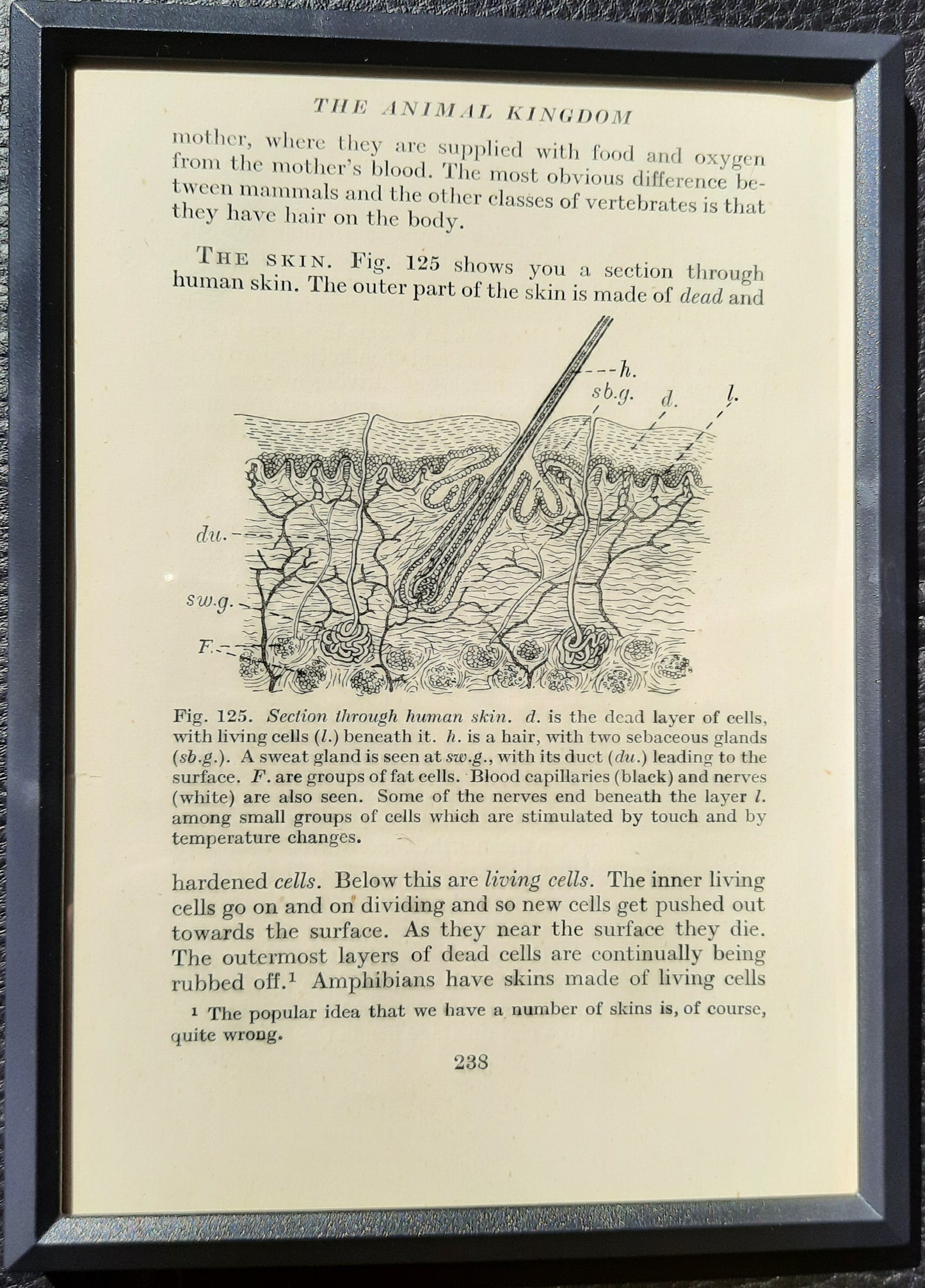 Framed Diagrams From Antique Biology book
