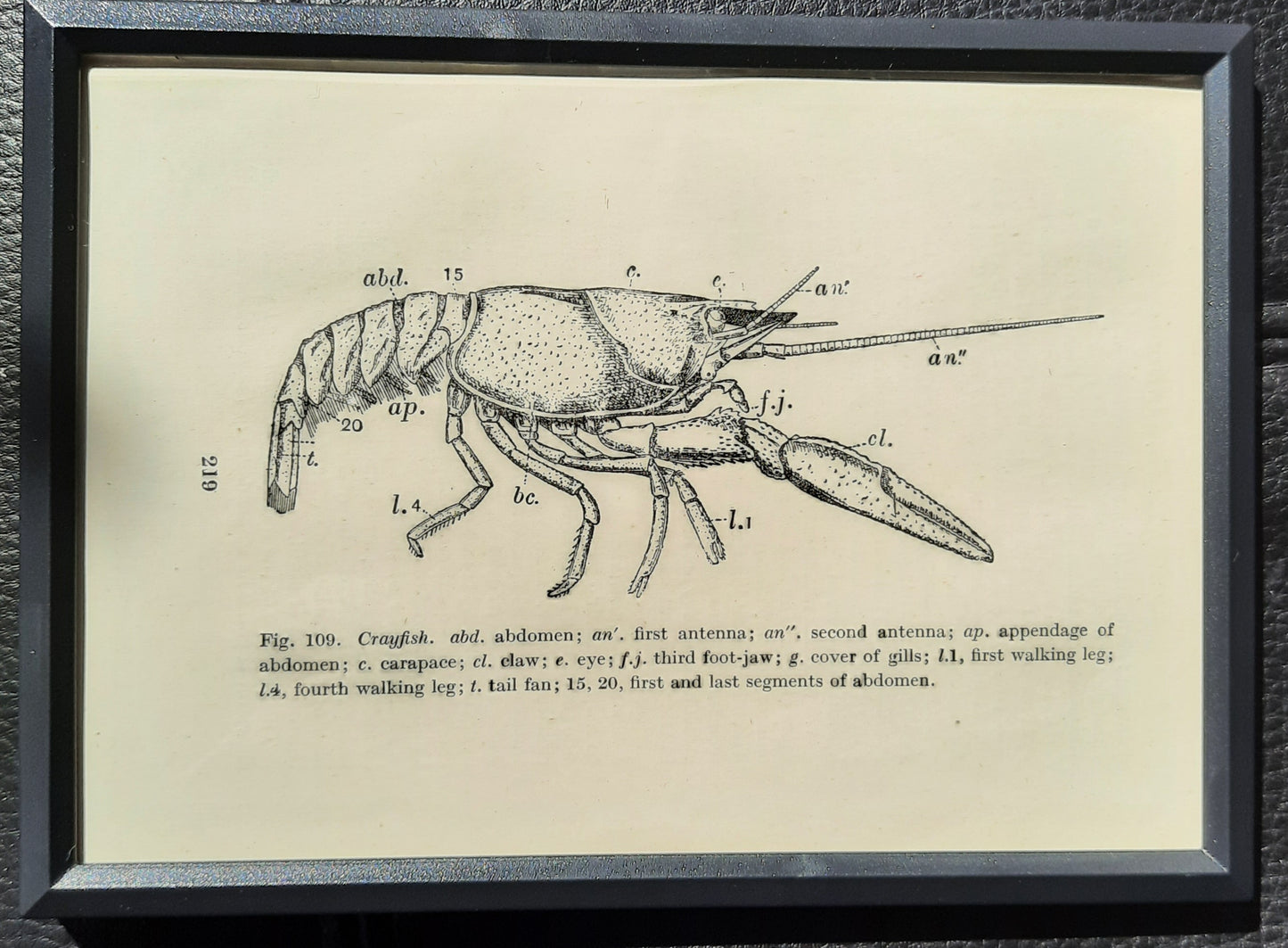 Framed Diagrams From Antique Biology book