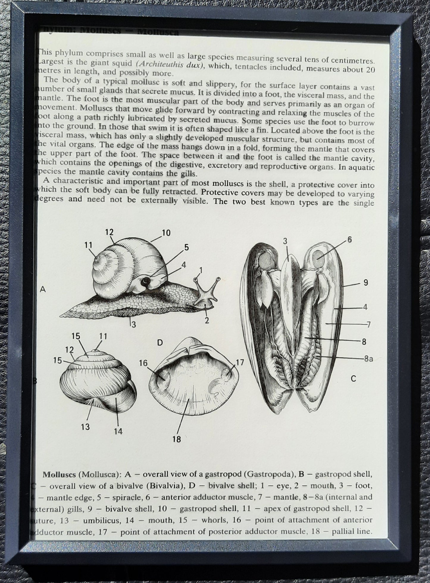 Framed Diagrams From Antique Biology book