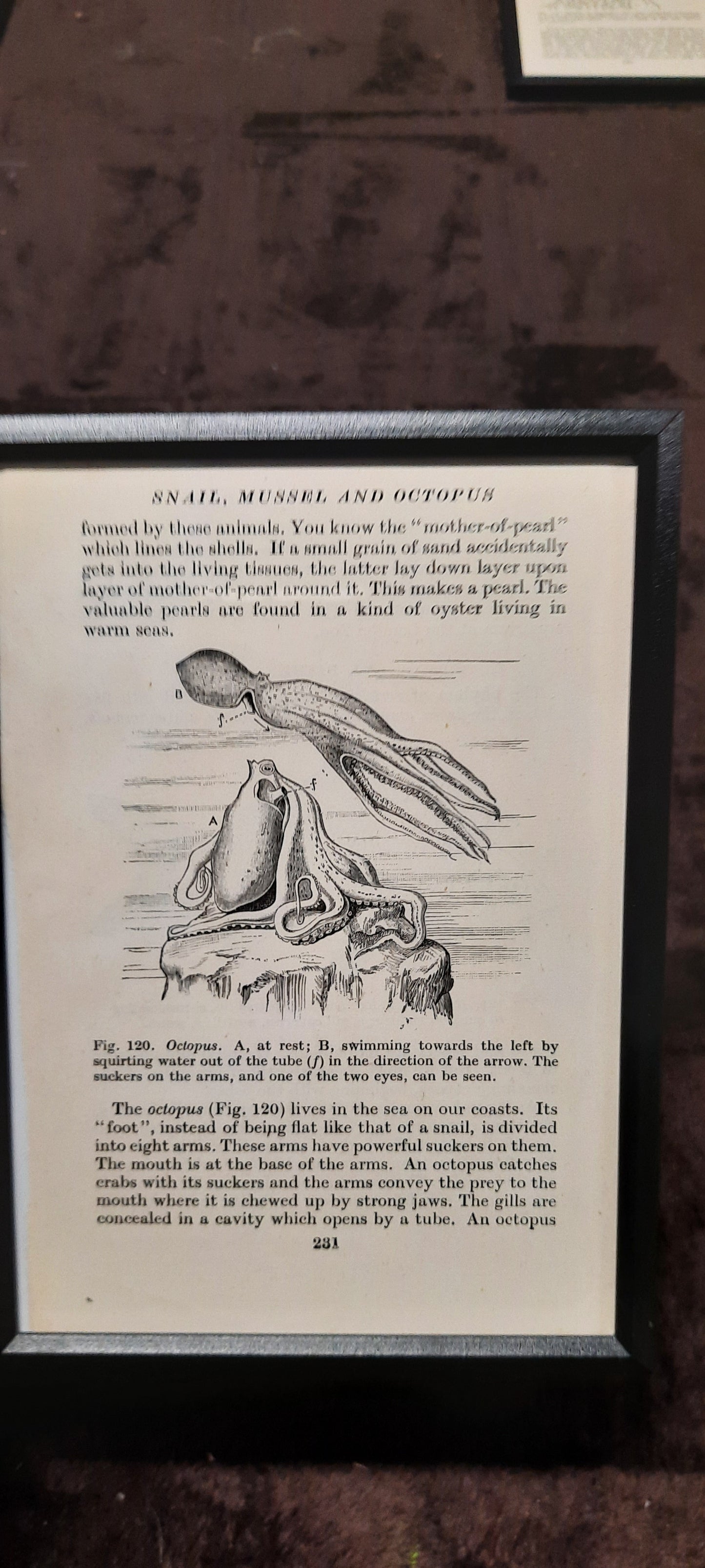 Framed Diagrams From Antique Biology book