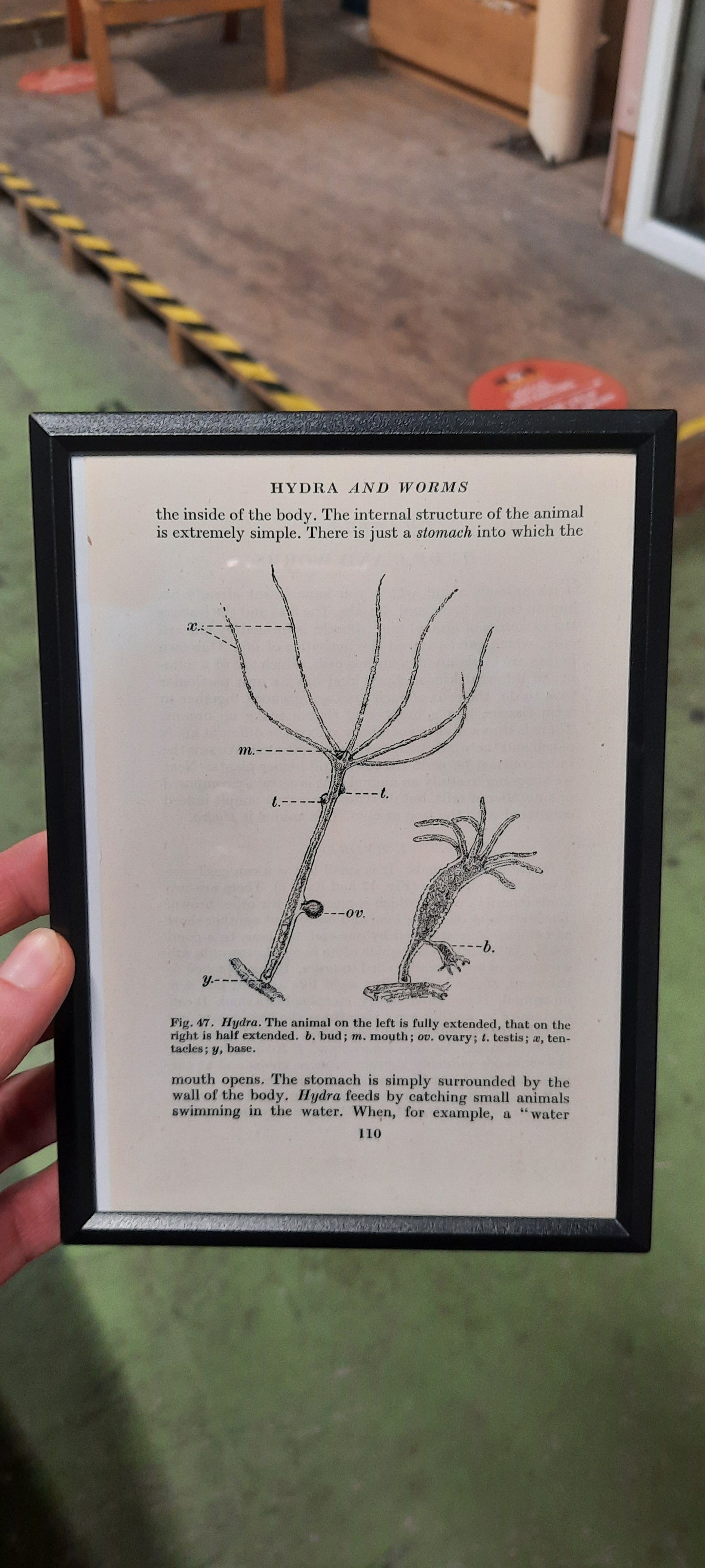 Framed Diagrams From Antique Biology book