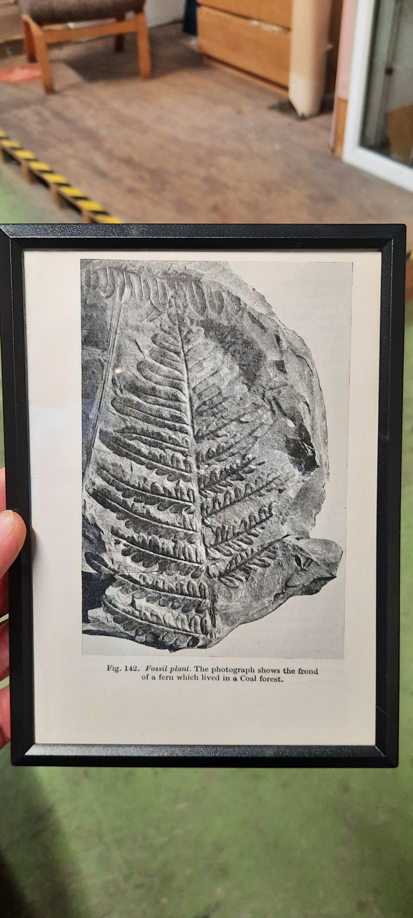 Framed Diagrams From Antique Biology book
