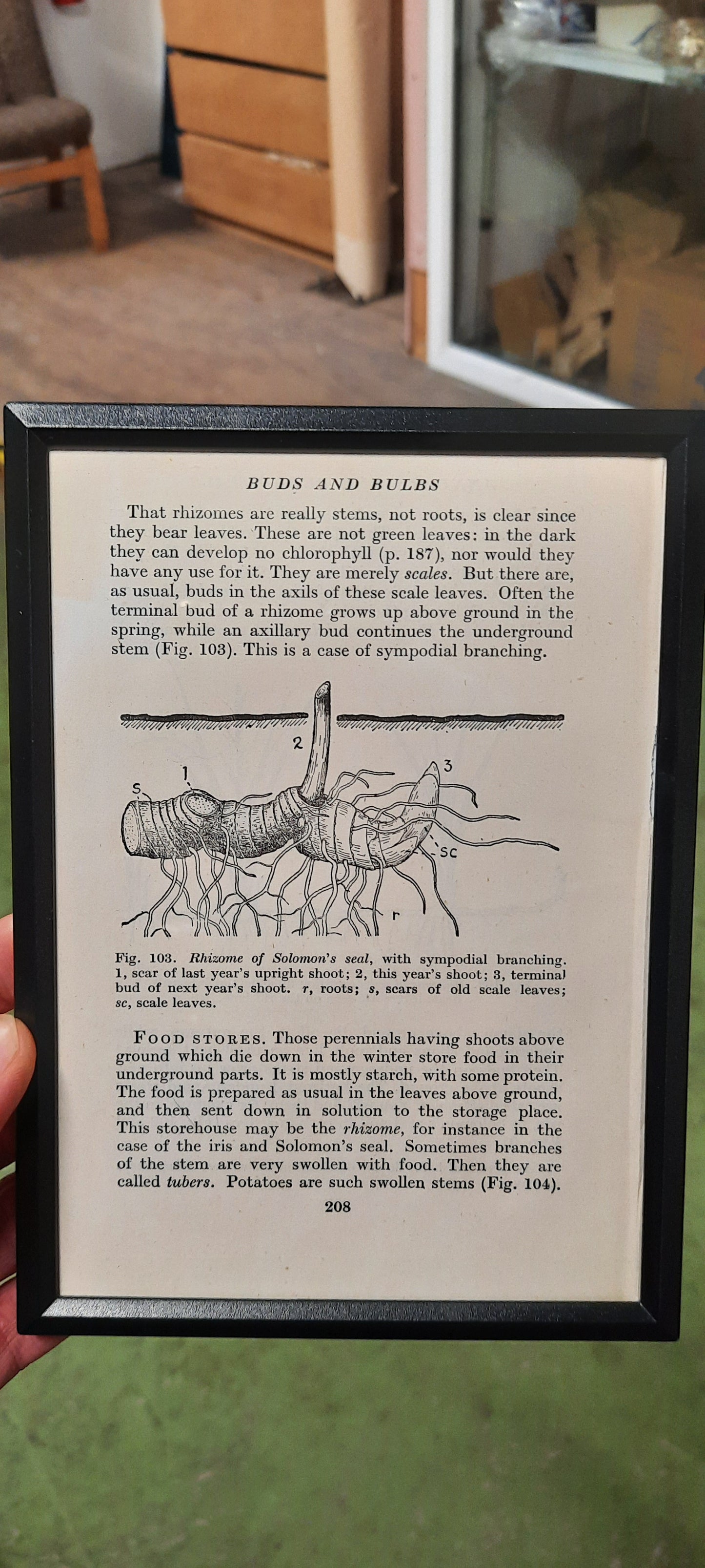 Framed Diagrams From Antique Biology book