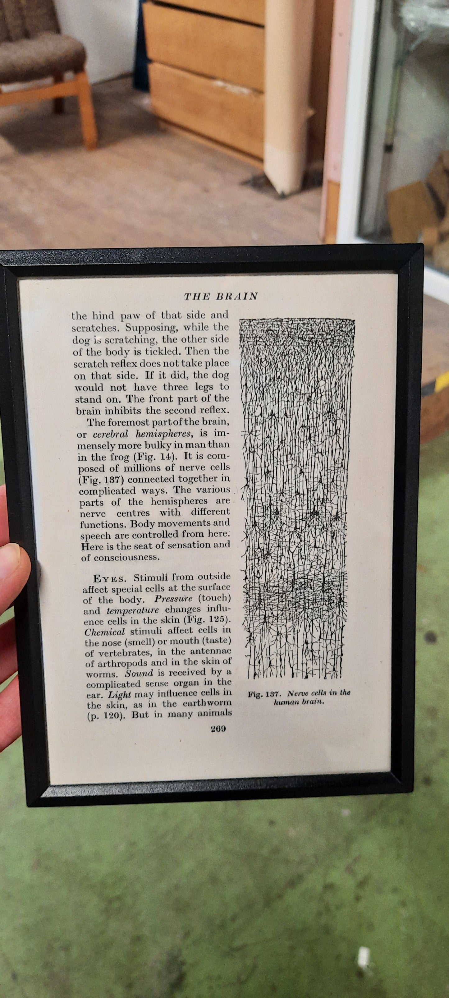 Framed Diagrams From Antique Biology book