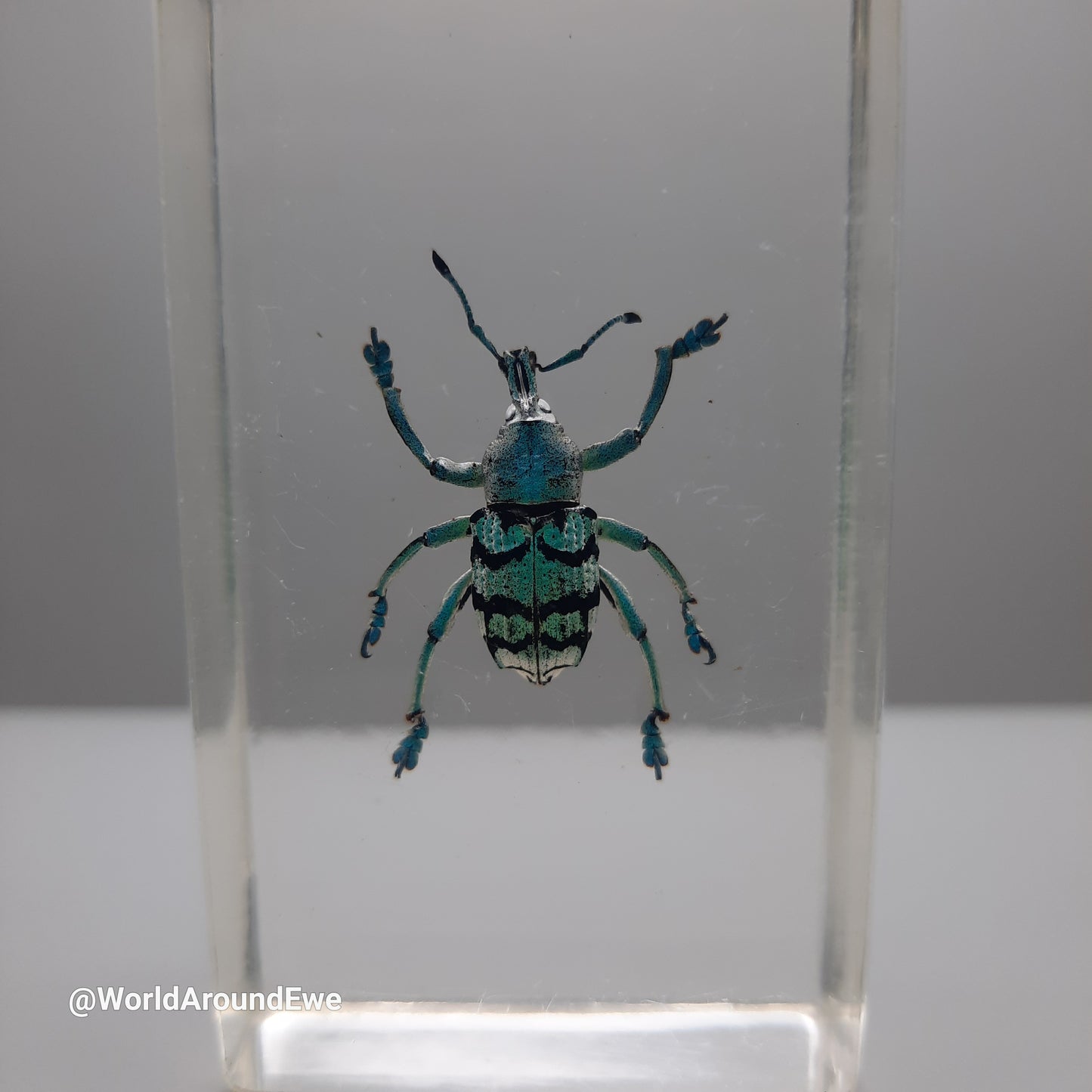 Insect specimens