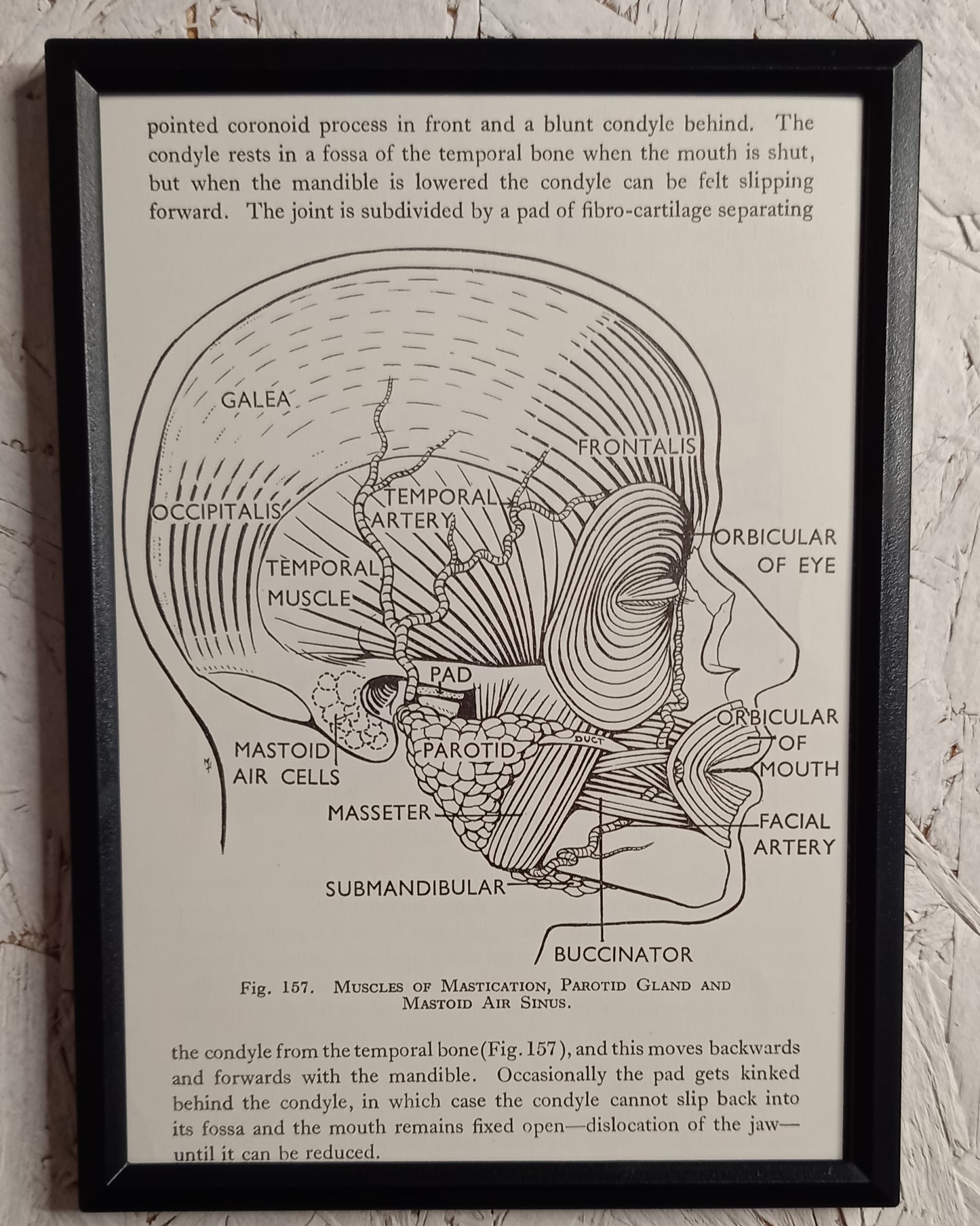 Applied Anatomy For Nurses - Framed Pages