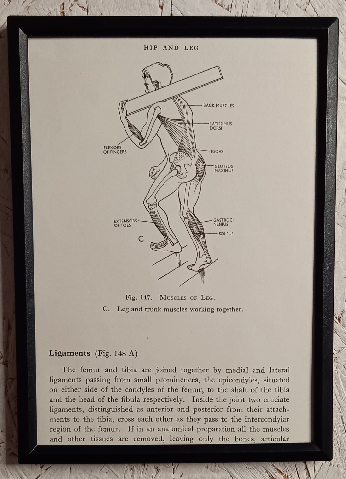 Applied Anatomy For Nurses - Framed Pages