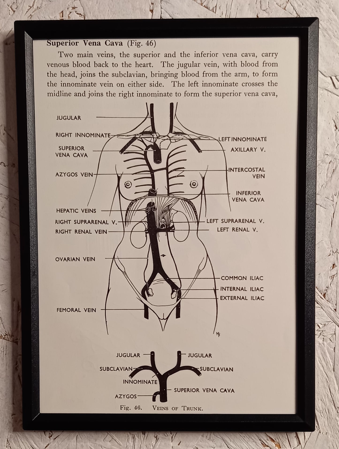 Applied Anatomy For Nurses - Framed Pages