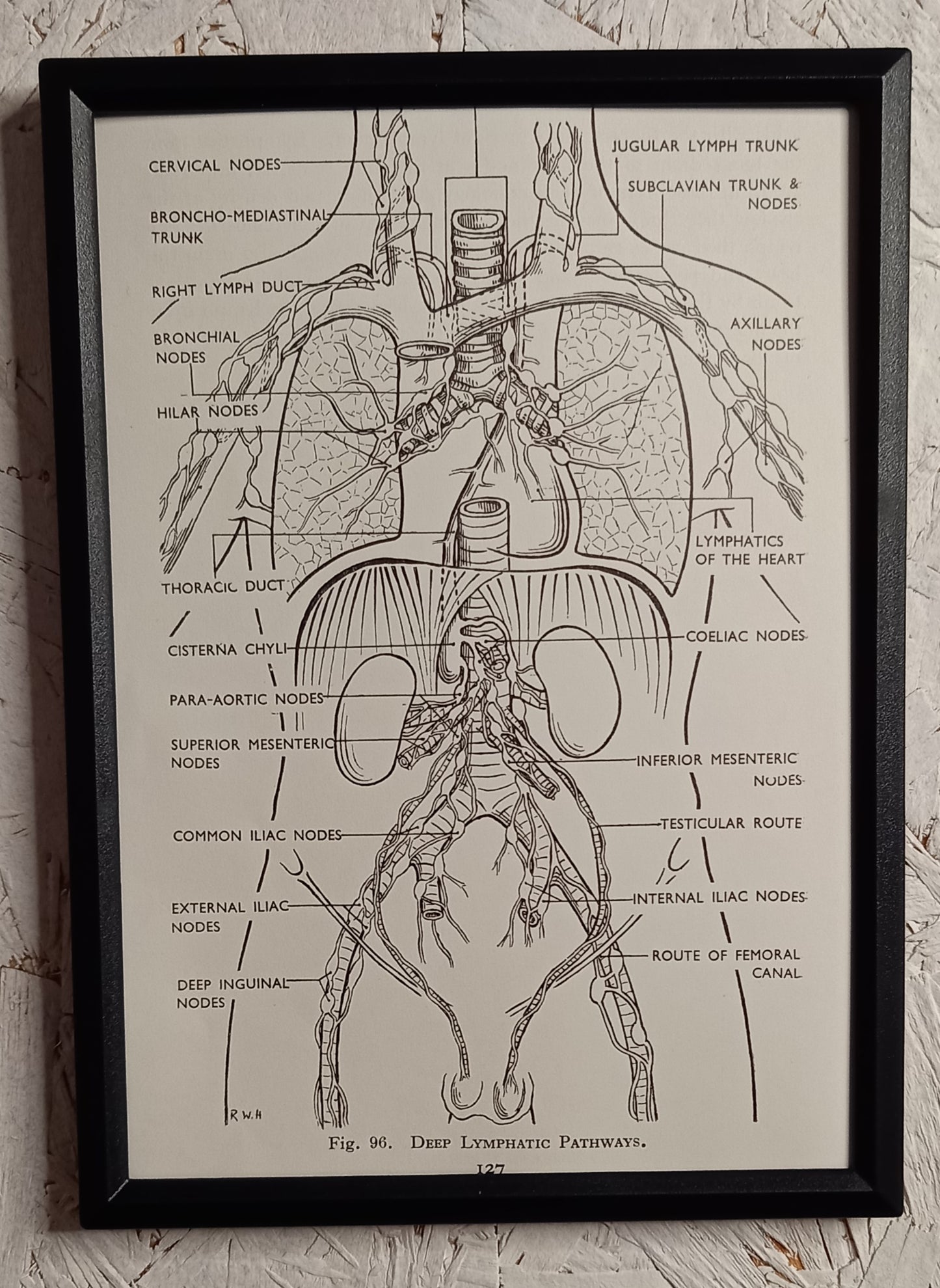 Applied Anatomy For Nurses - Framed Pages