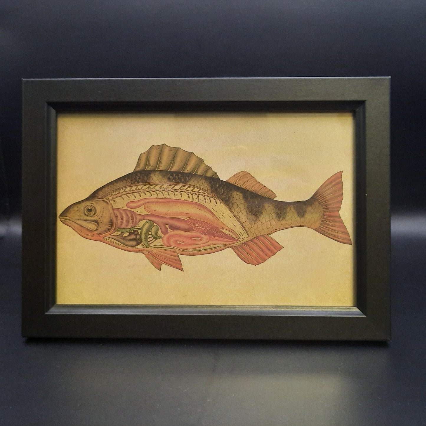 Framed Illustrations (Anatomical and more)
