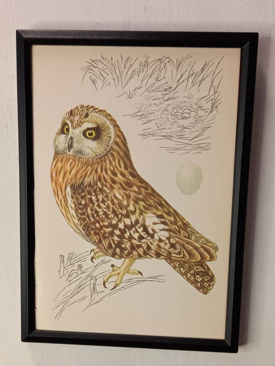 Framed Animal Illustrations