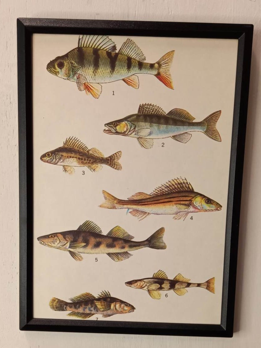Framed Animal Illustrations