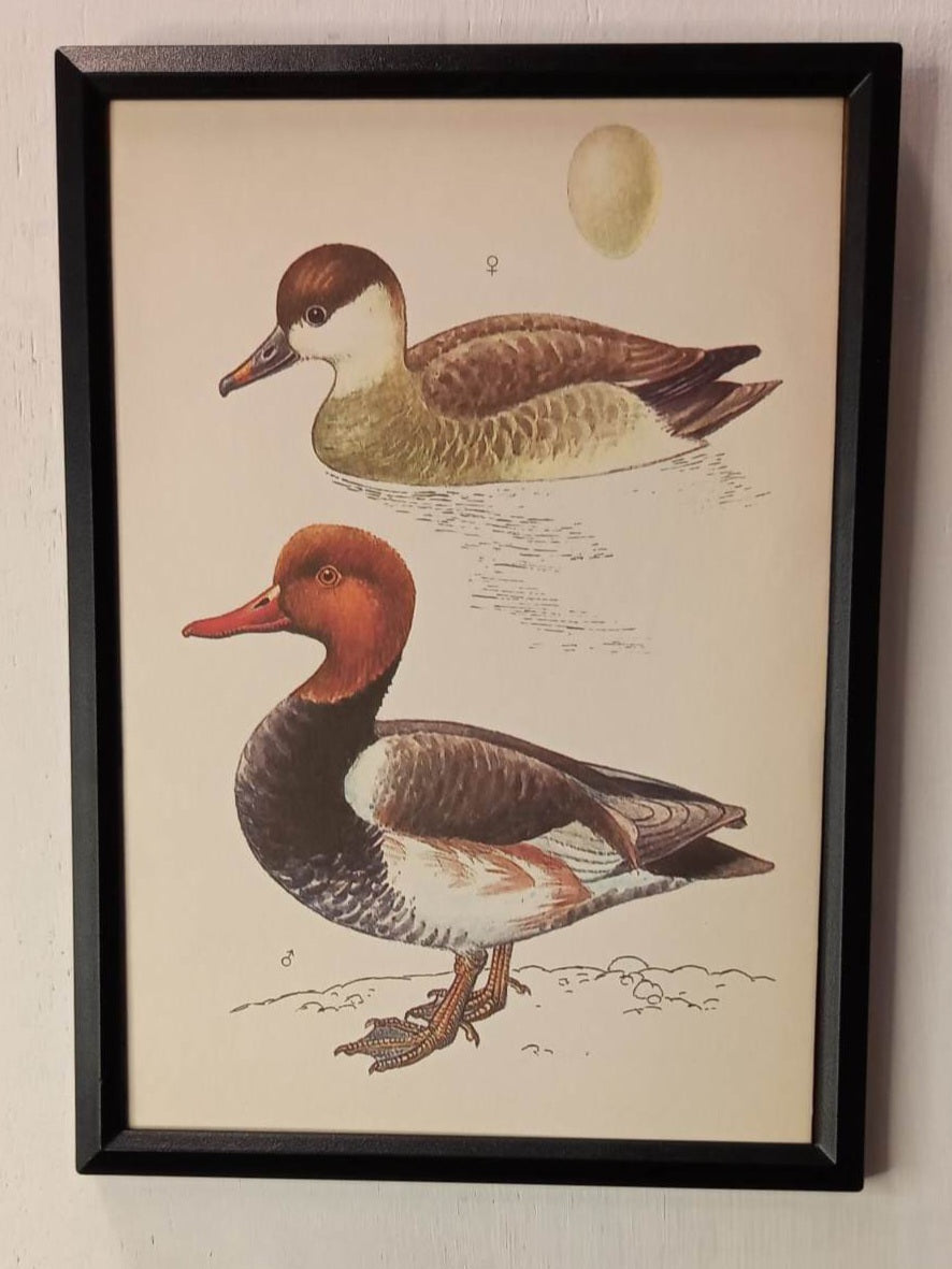 Framed Animal Illustrations