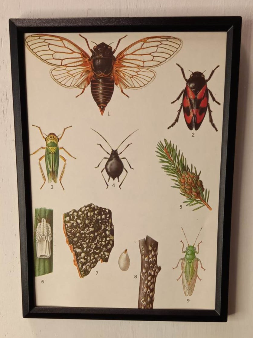 Framed Animal Illustrations