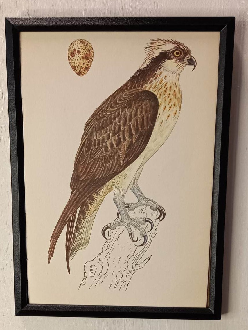 Framed Animal Illustrations