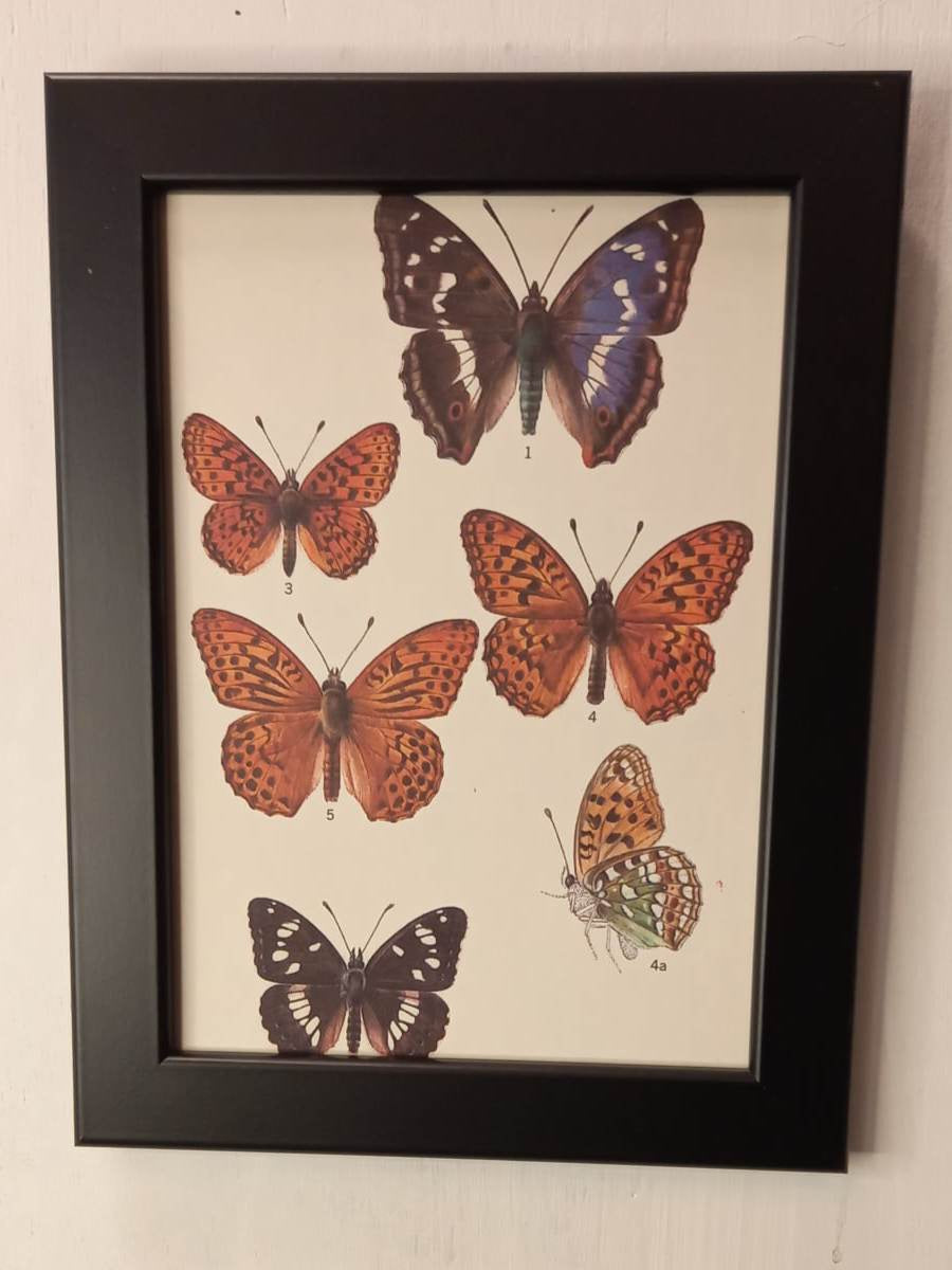 Framed Animal Illustrations