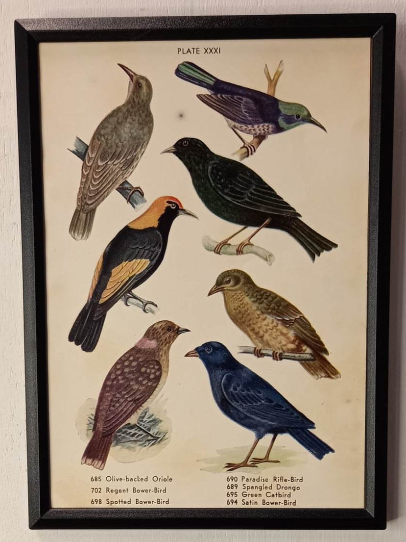 Framed Animal Illustrations