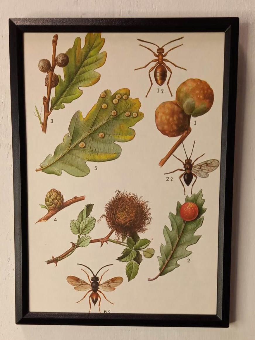Framed Animal Illustrations