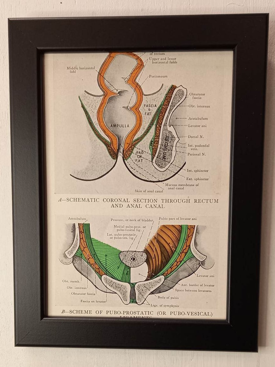 Antique Coloured Anatomical Diagrams