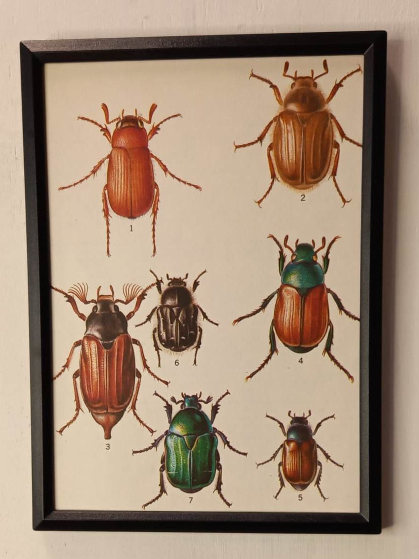 Framed Animal Illustrations