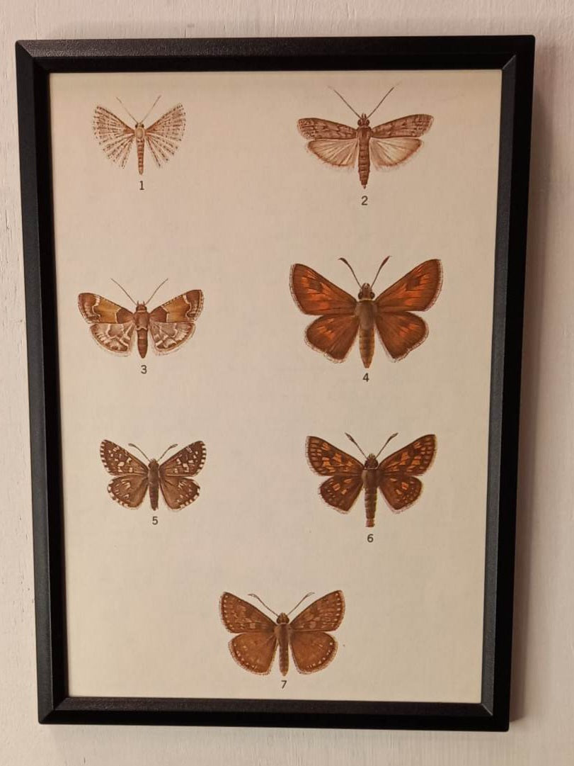Framed Animal Illustrations
