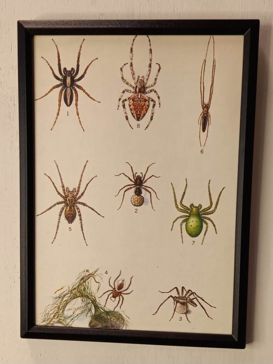 Framed Animal Illustrations