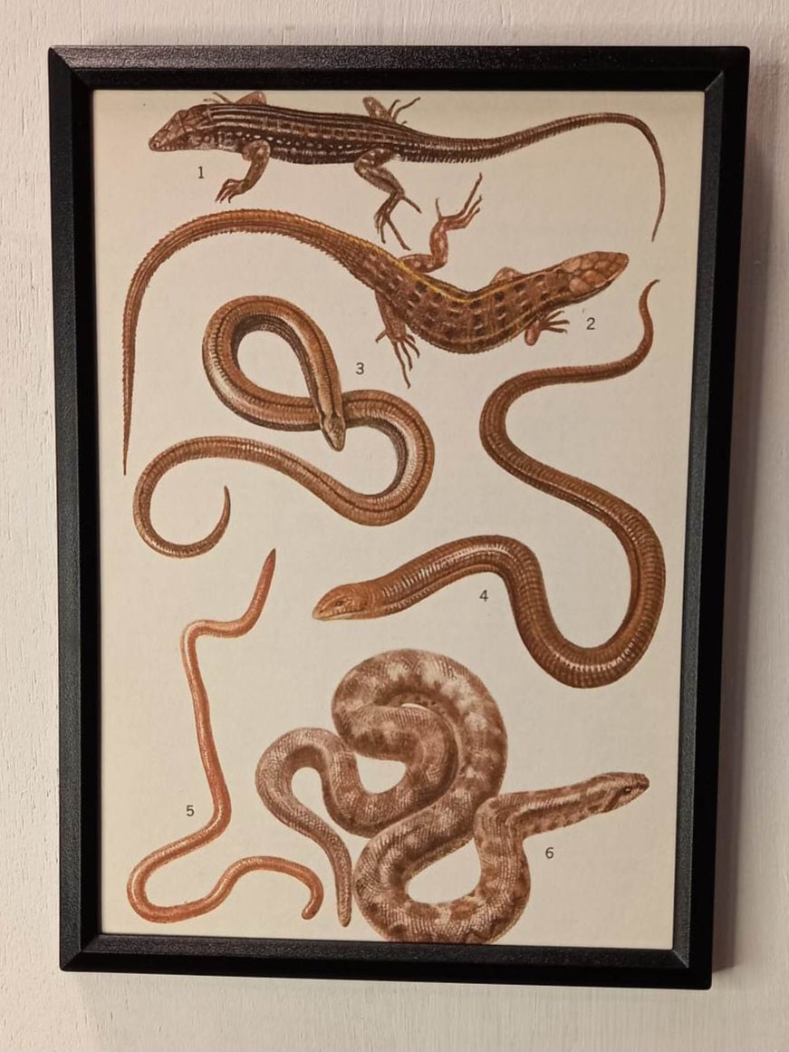 Framed Animal Illustrations