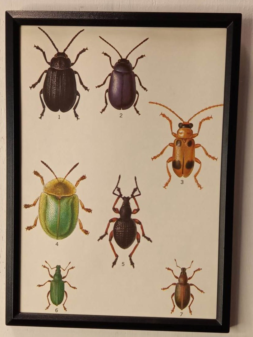 Framed Animal Illustrations