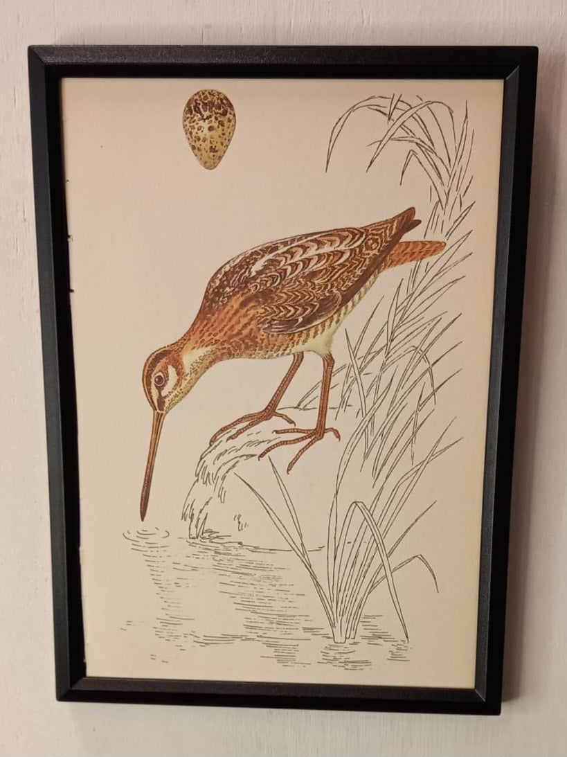 Framed Animal Illustrations