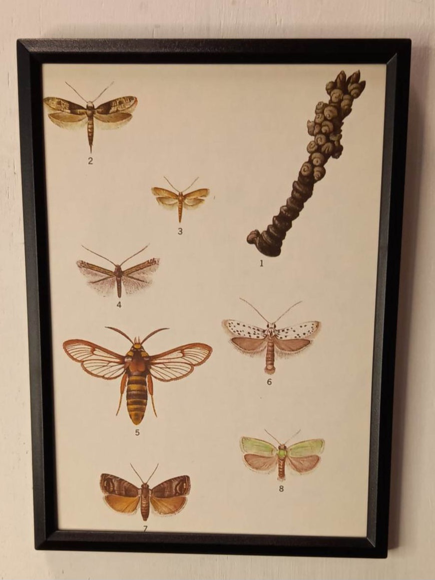 Framed Animal Illustrations