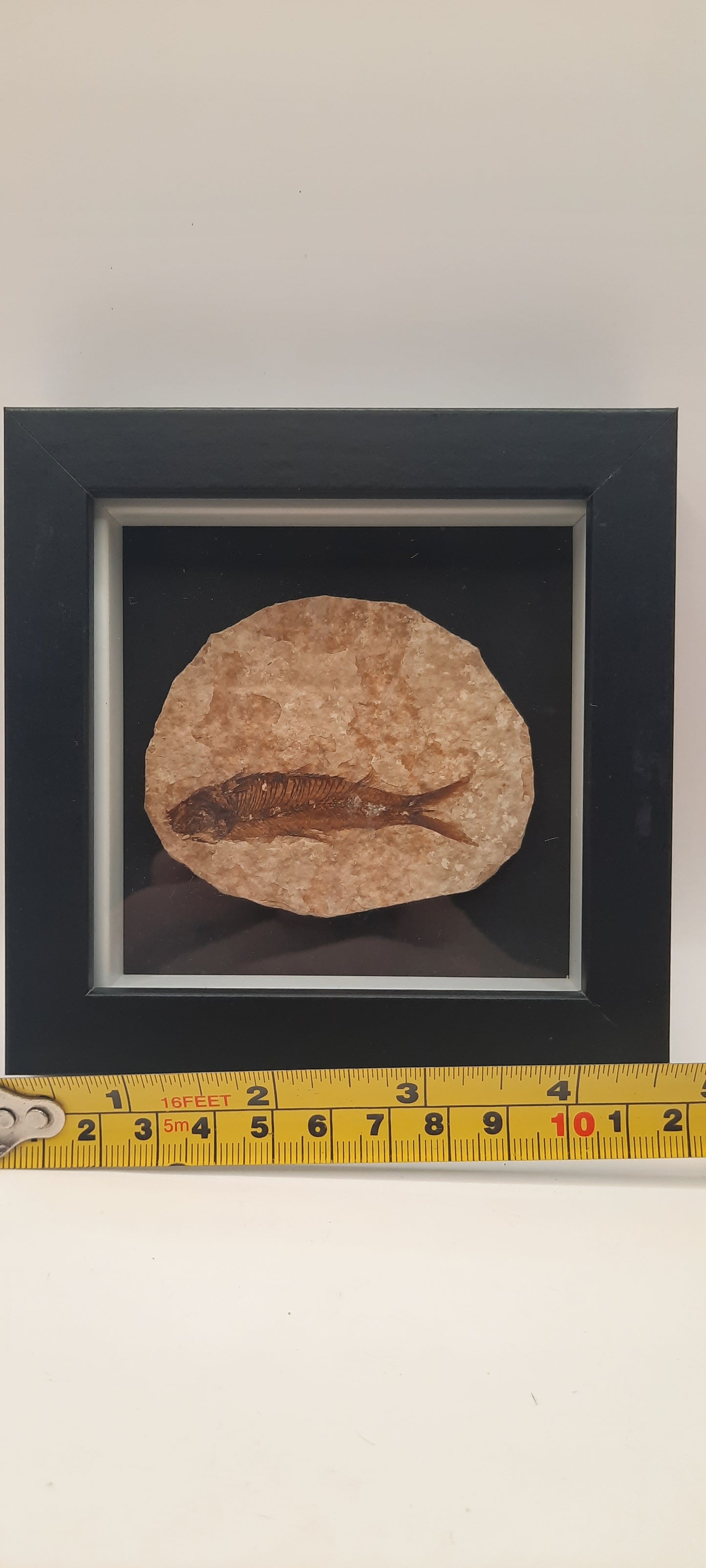 Framed Fossils