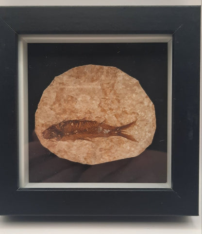 Framed Fossils