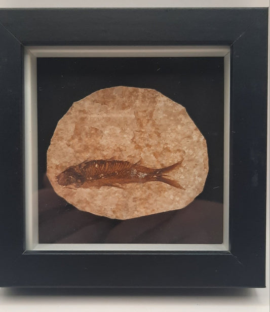 Framed Fossils