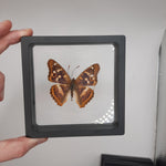 Framed Butterflies