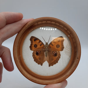 Butterfly Coasters