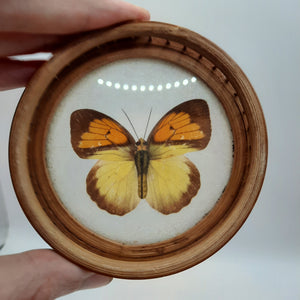 Butterfly Coasters